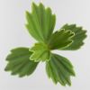 CREMA NERA REVISCENTALIS META KONCENTRĀTA SERUMS