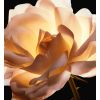 Dior Prestige La Crème smalka tekstūra